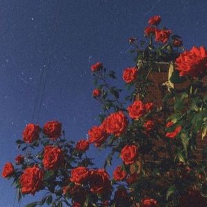 Meet your Posher, Tanyalack